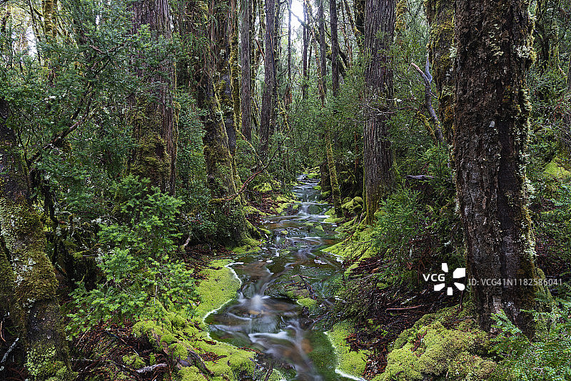 凉爽的温带雨林和溪流图片素材