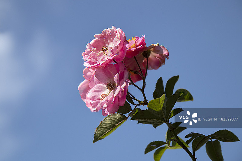 蓝天下的攀爬绳索图片素材