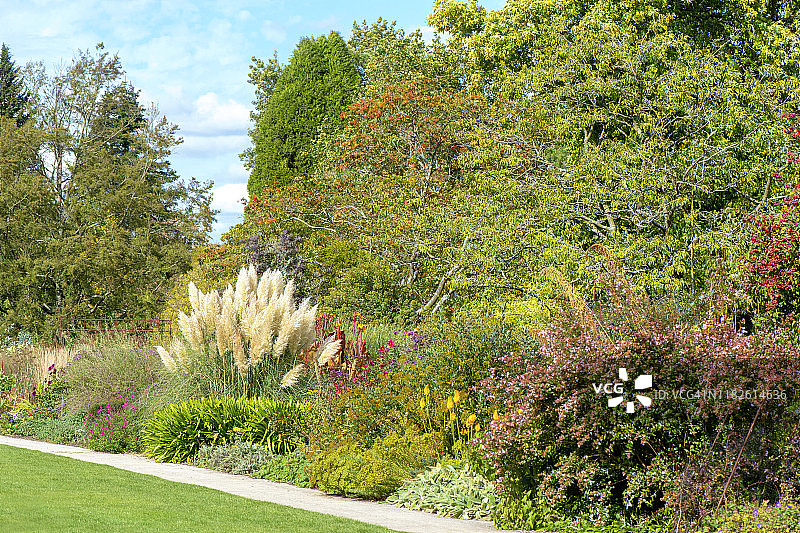 美丽的蒲苇图片素材