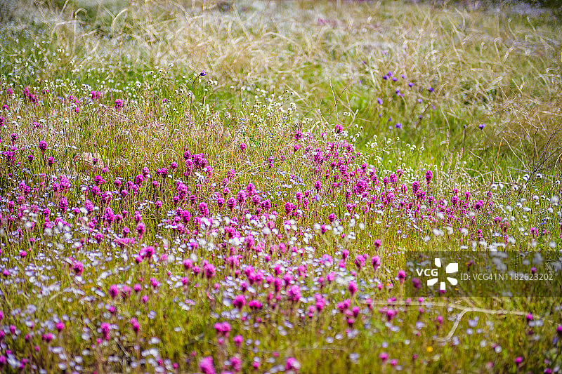 美国加利福尼亚州克恩维尔图片素材