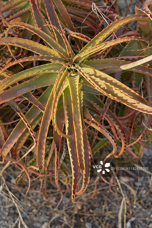 马略卡岛的芦荟植物图片素材