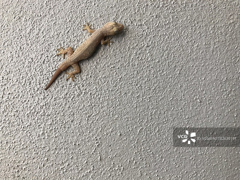壁虎图片素材
