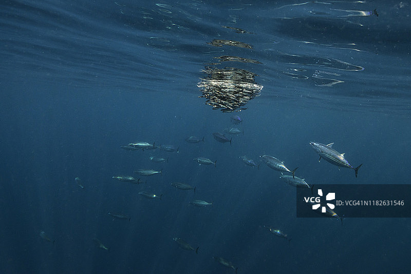 南非东海岸沙丁鱼迁徙期间吞拿鱼捕食饵料鱼群图片素材