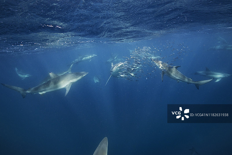南非东海岸沙丁鱼潮期间以沙丁鱼饵球为食的青铜鲨鱼群图片素材