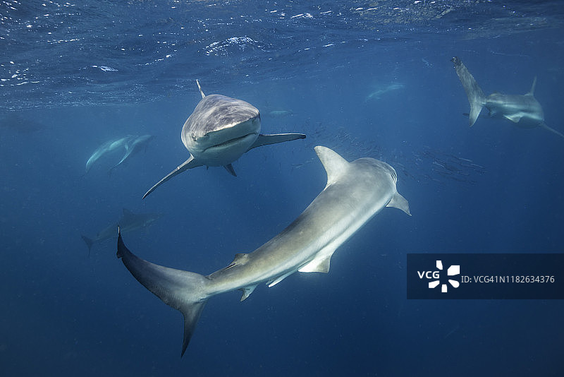 南非东海岸沙丁鱼潮期间以沙丁鱼饵球为食的青铜鲨鱼群图片素材