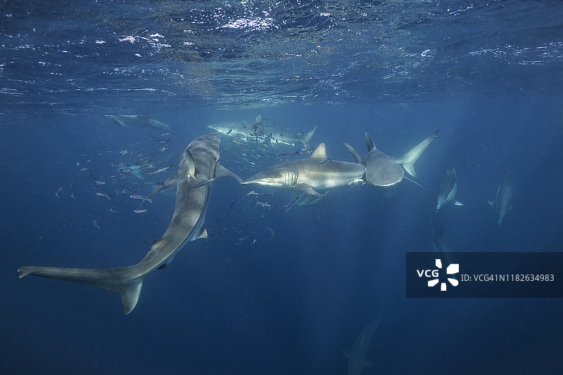 南非东海岸沙丁鱼潮期间以沙丁鱼饵球为食的青铜鲨鱼群图片素材