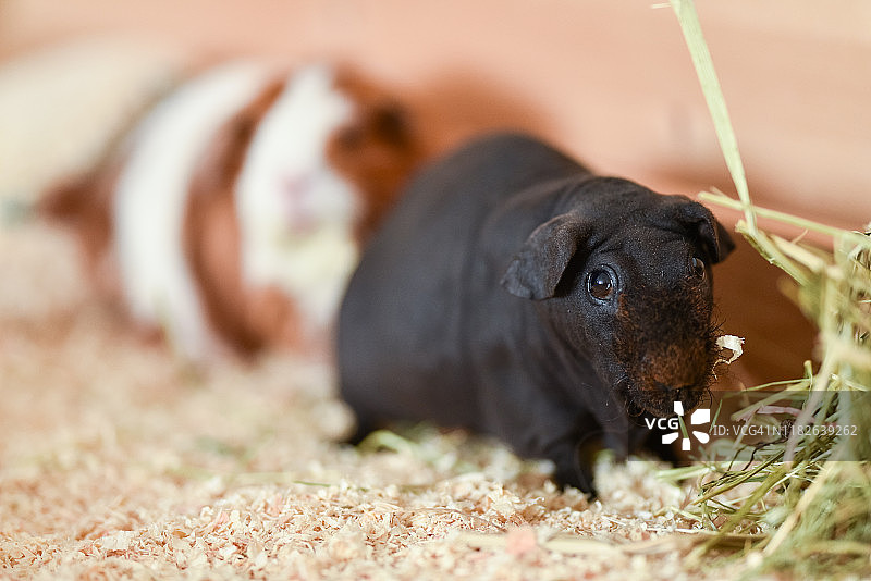 黑色瘦豚鼠图片素材