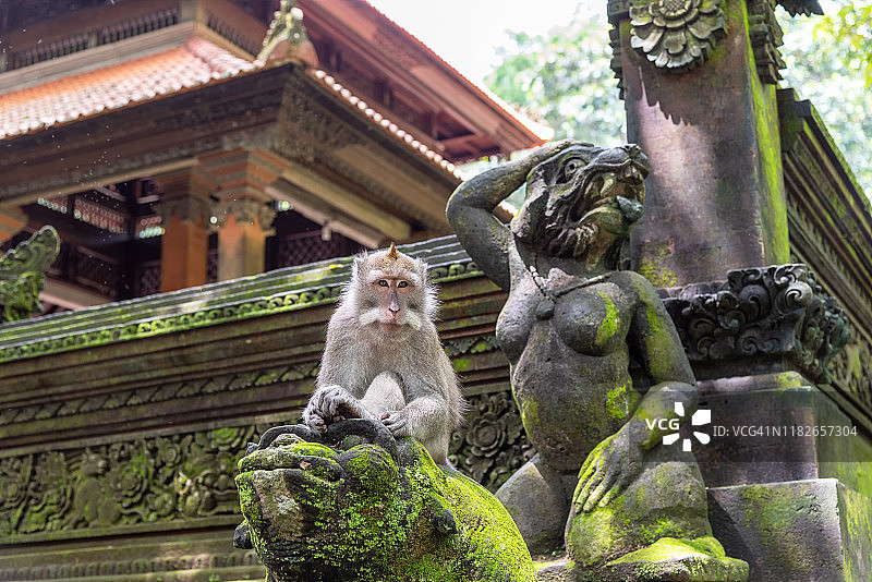 乌布猴林的长尾猕猴图片素材