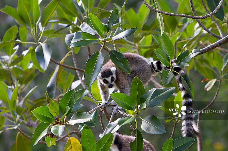 林地里的狐猴图片素材