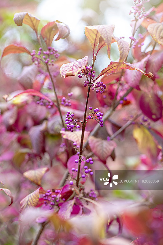 美丽紫珠的紫色浆果图片素材