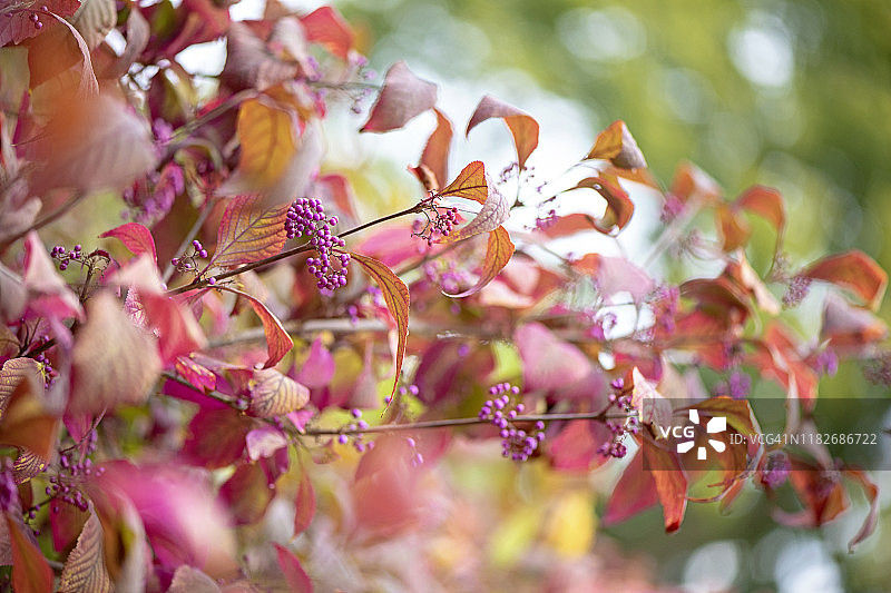 美丽紫珠的紫色浆果图片素材