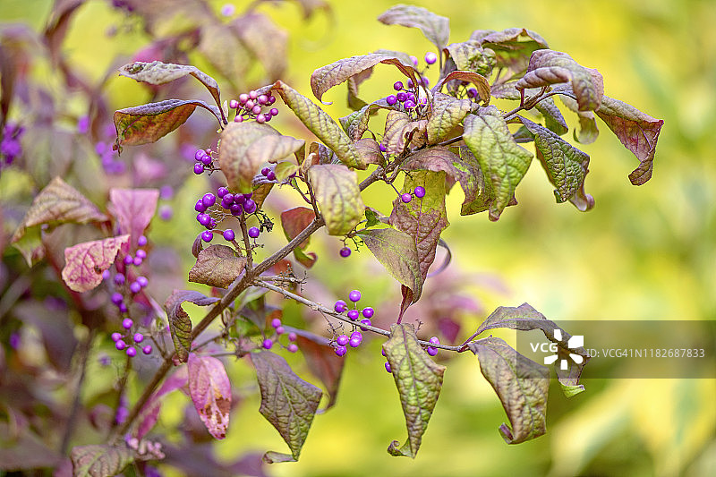 美丽紫珠的紫色浆果图片素材
