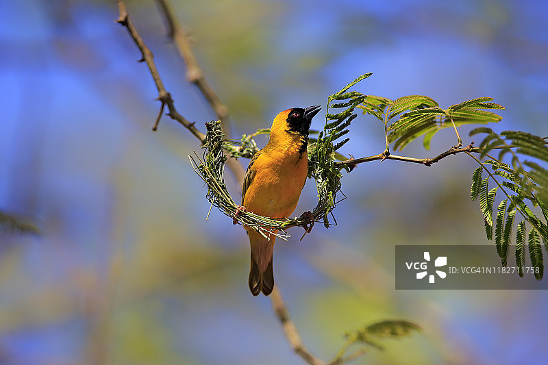 戴着面具的织布鸟，成年雄性开始在巢上筑巢图片素材