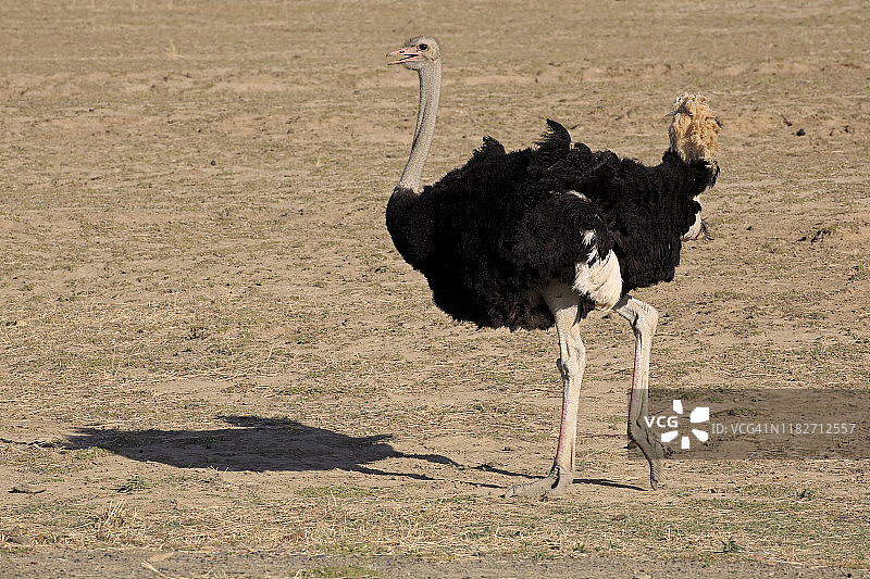 寻找食物的南非鸵鸟，山斑马国家公园，东开普省，南非，非洲图片素材