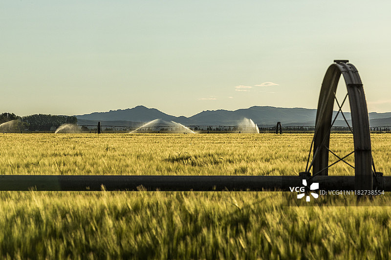 小麦田里的灌溉图片素材