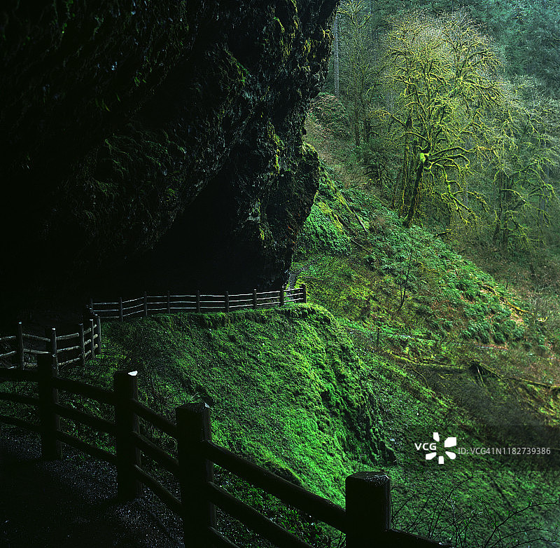 俄勒冈州银瀑州立公园小径旁的绿植图片素材