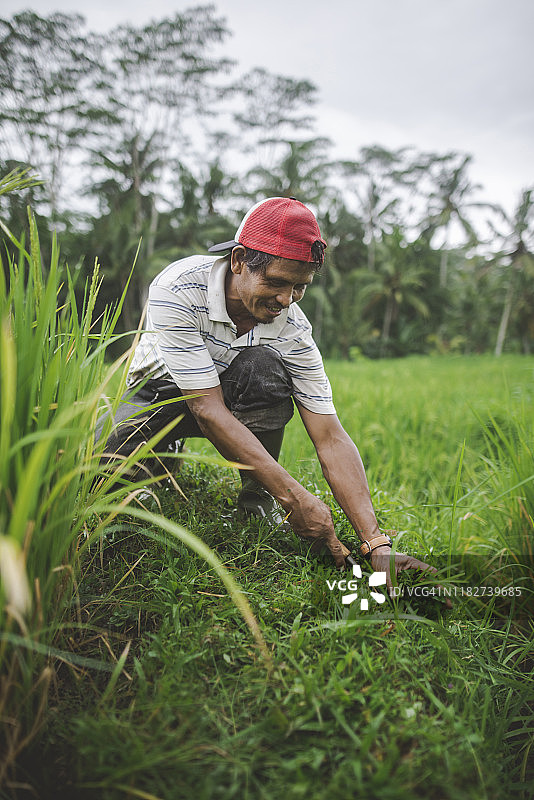 在印度尼西亚巴厘岛使用镰刀的农场工人图片素材