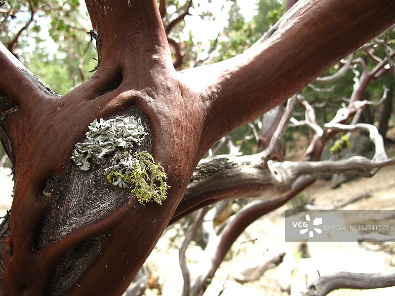 滴血的心（中景）图片素材