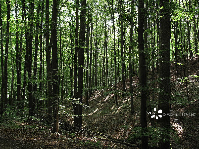 阳光洒进巴伐利亚的森林图片素材