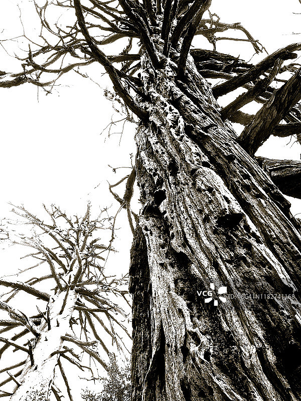 依然耸立的枯死雪松树（高对比度）图片素材