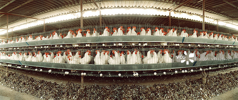 德国柏林生产农场的成排鸡图片素材