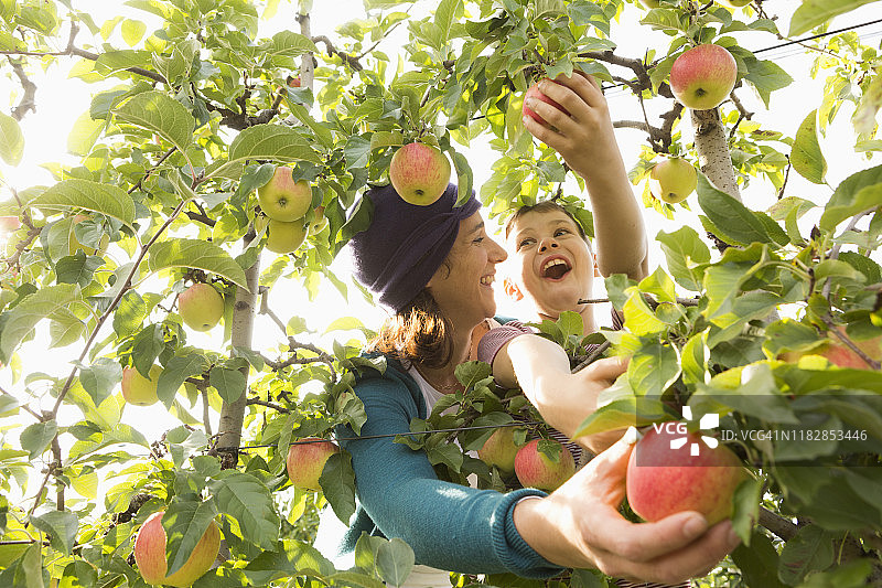 快乐的母子在果园里摘苹果，互相看着对方图片素材