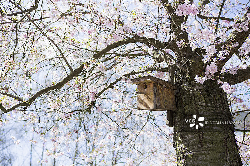 春日樱花树下的鸟屋图片素材