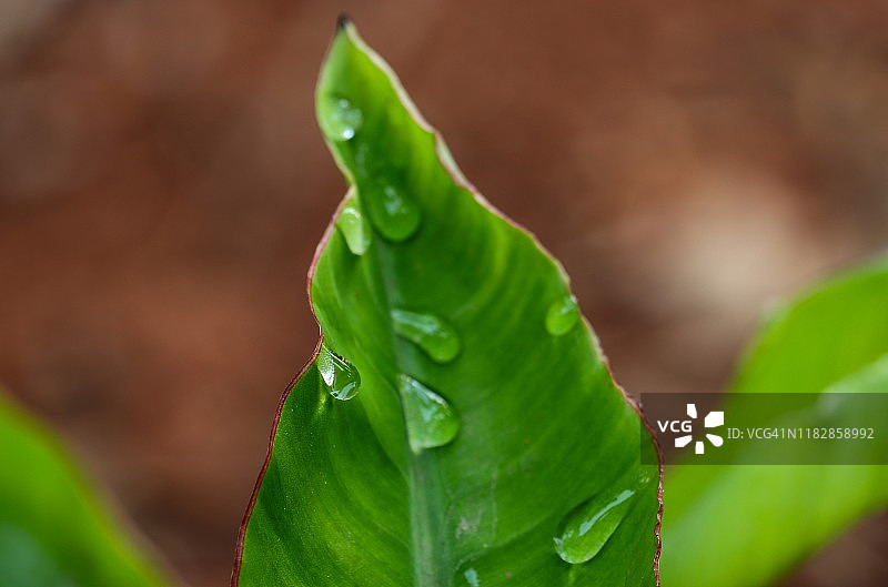 香蕉叶上的雨滴图片素材