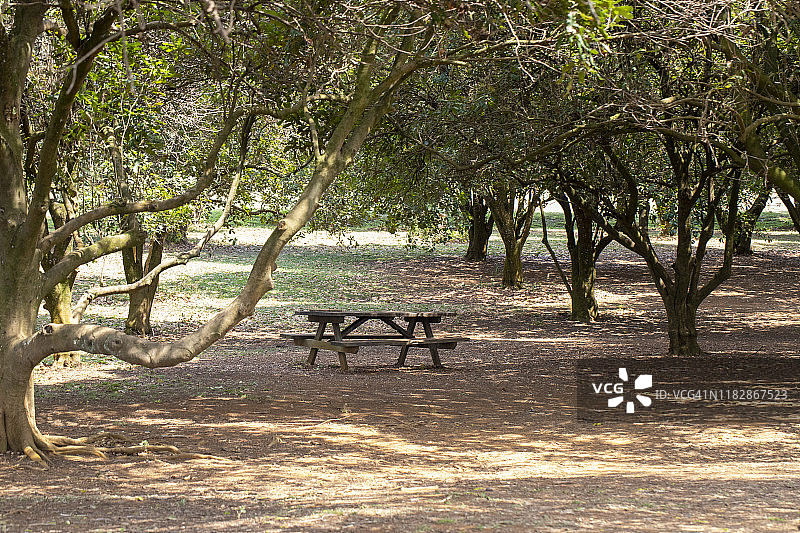 绿树成荫的种植园图片素材