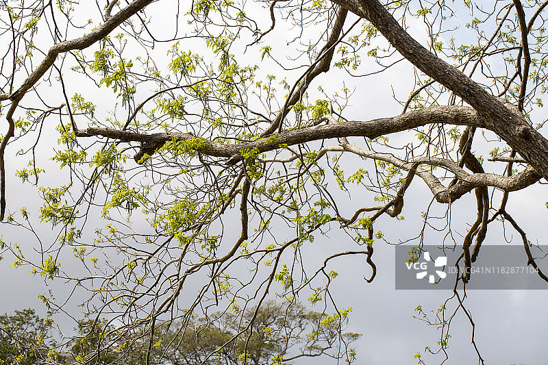 绿树成荫的种植园图片素材