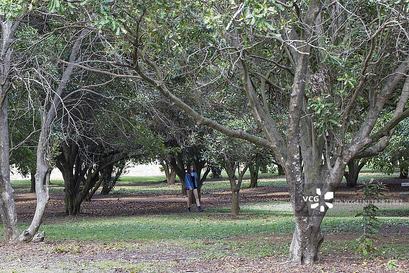 绿树成荫的种植园图片素材