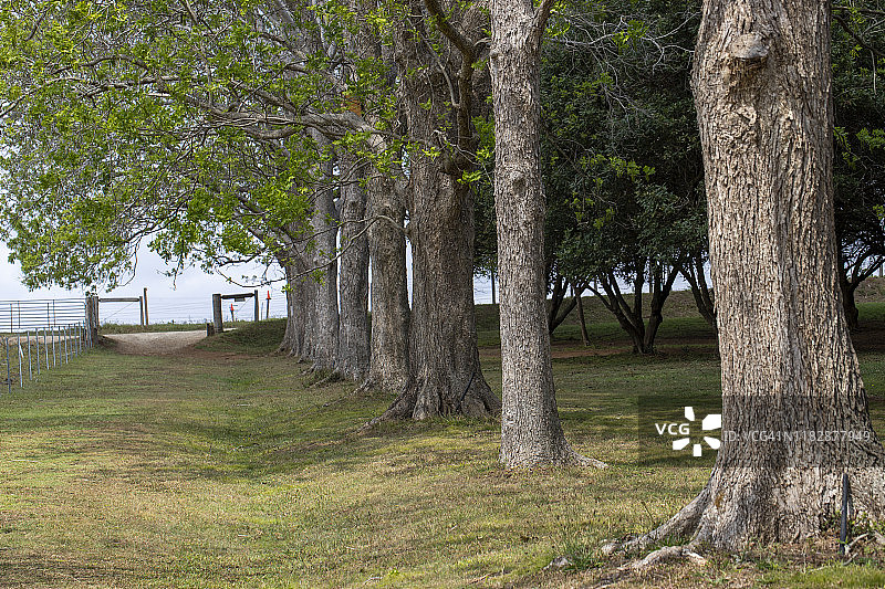 绿树成荫的种植园图片素材