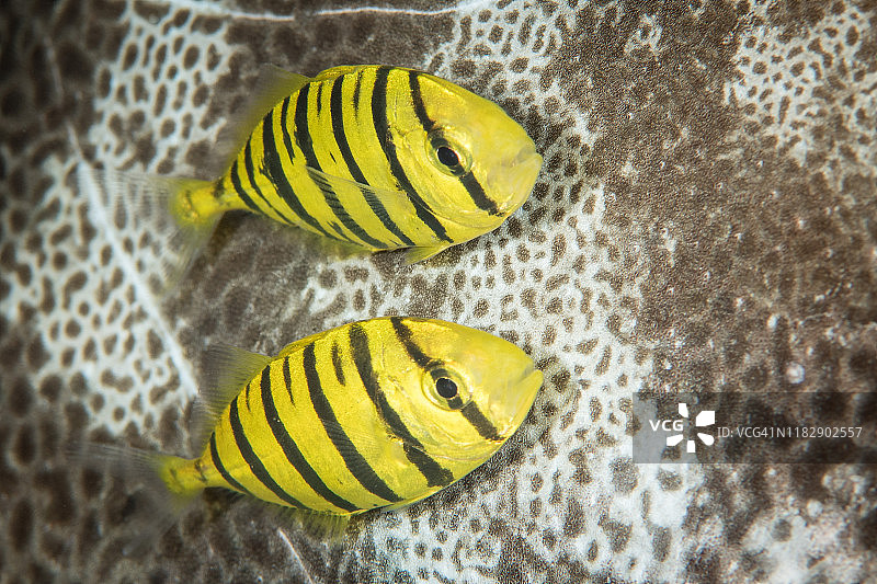 所罗门群岛海域：幼年金色鲹与河豚图片素材