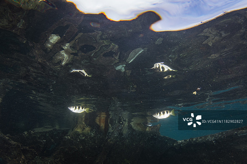 所罗门群岛水下射水鱼图片素材