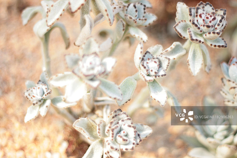 熊猫植物图片素材