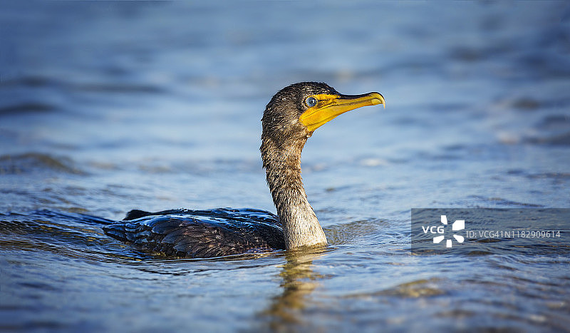 在佛罗里达州迈尔斯堡海滩的碧蓝海水中游泳的鸬鹚图片素材