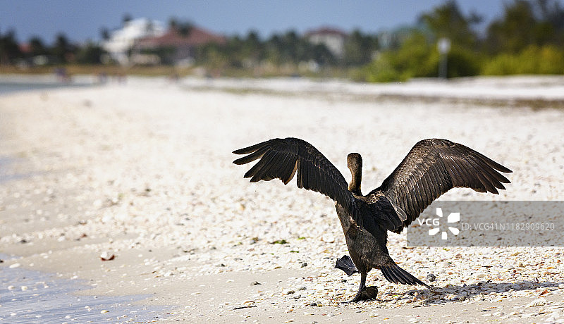 鸬鹚在佛罗里达州迈尔斯堡海滩上得意地昂首阔步图片素材