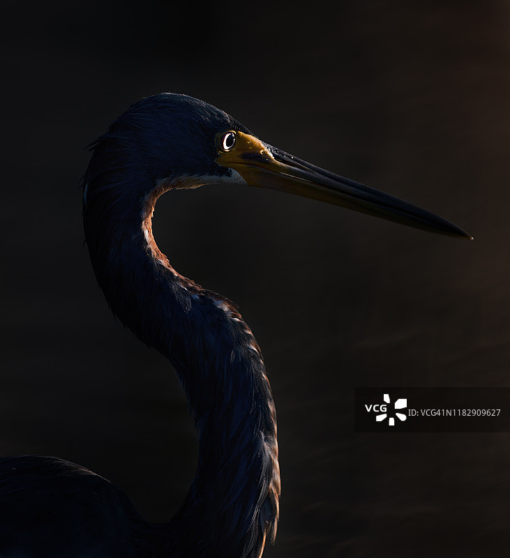 佛罗里达州迈尔斯堡海滩的三色鹭逆光戏剧性轮廓图片素材