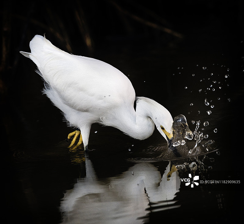雪鹭在迈尔斯堡海滩的倒影图片素材