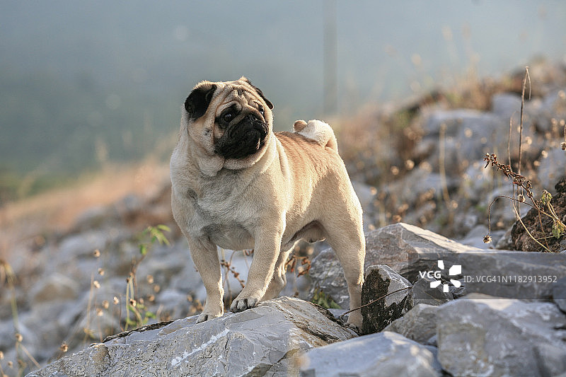 巴哥犬种公图片素材