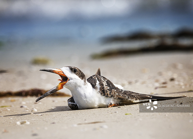 可爱幼年黑剪嘴鸥在迈尔斯堡海滩鸣叫图片素材