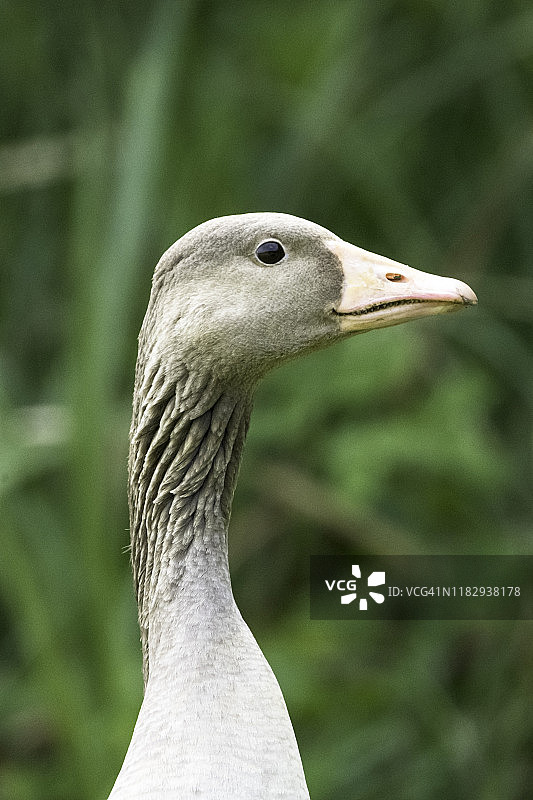 灰雁面部图片素材