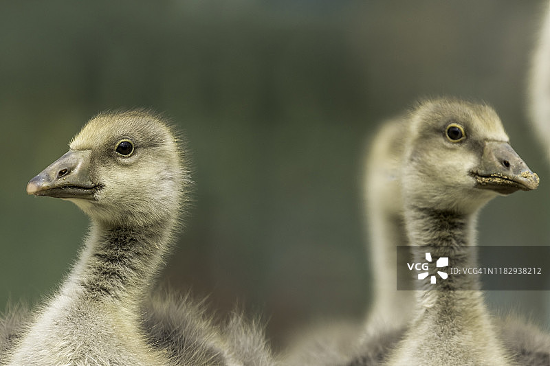 天鹅宝宝面部特写图片素材