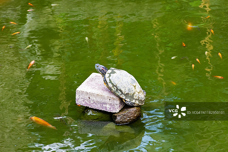 池塘里的彩龟图片素材