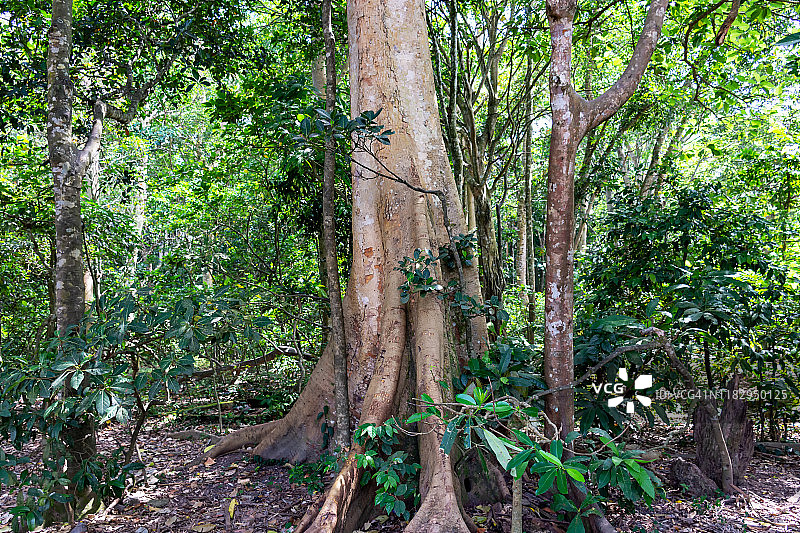 榕树树干图片素材