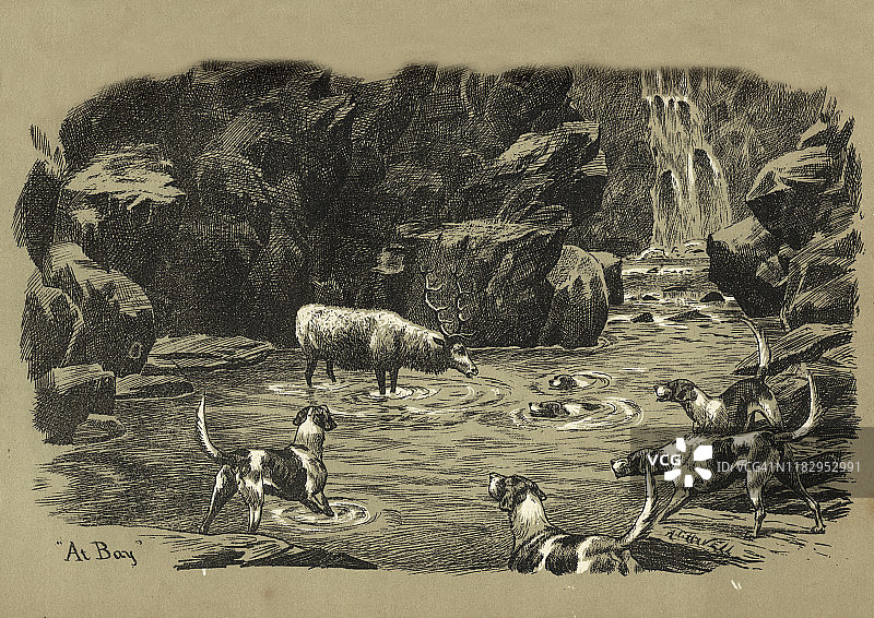 雄性马鹿被猎犬围困在水池中图片素材