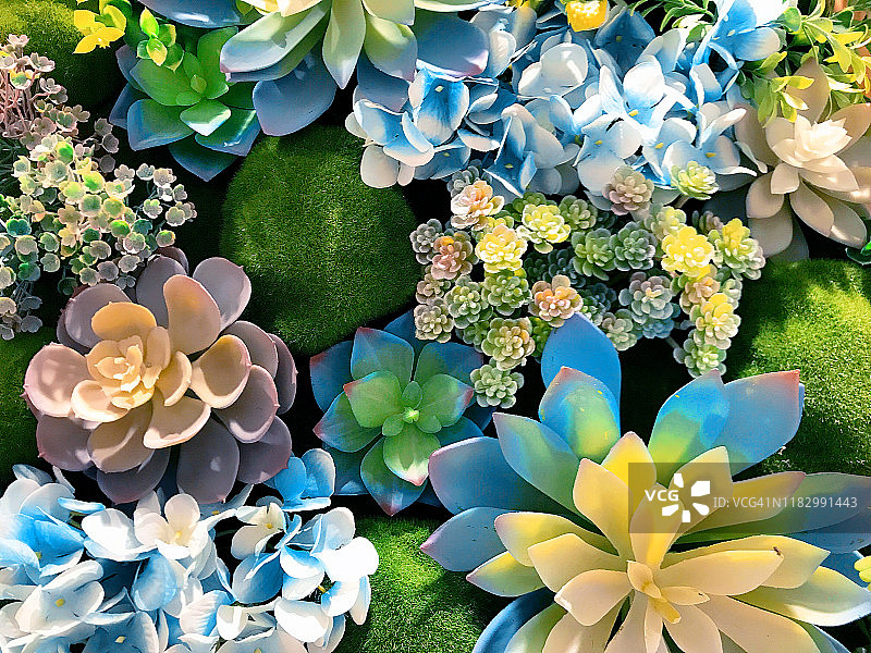 多肉植物背景图片素材