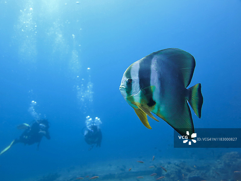 蝙蝠鱼与水肺潜水员图片素材
