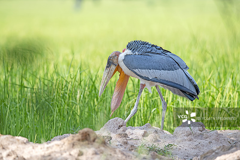 大秃鹳（Leptoptilos dubius）。在泰国武里南府淮桑努埃环境保护组织野生动物保护区发现。图片素材