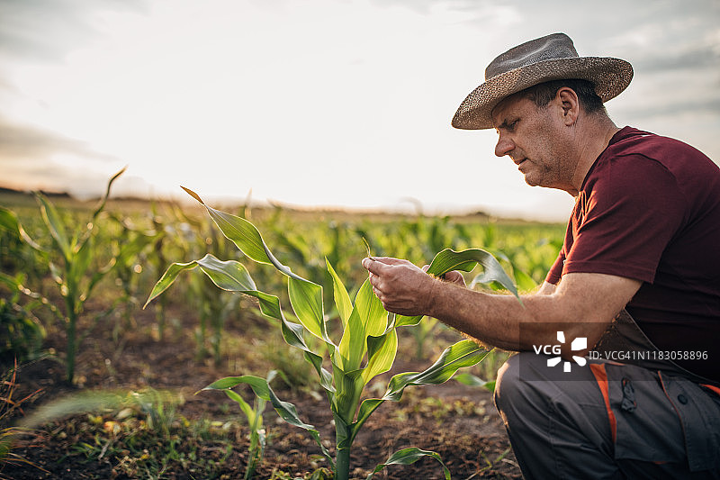 农民检查农作物图片素材